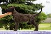 Profile picture of the animal