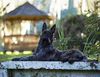 Profile picture of the animal