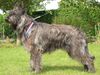 Profile picture of the animal
