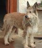 Profile picture of the animal