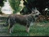 Profile picture of the animal