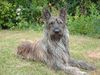Profile picture of the animal