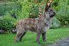 Profile picture of the animal