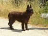 Profile picture of the animal