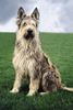 Profile picture of the animal