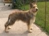 Profile picture of the animal
