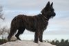 Profile picture of the animal