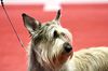 Profile picture of the animal