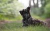 Profile picture of the animal
