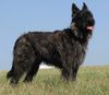 Profile picture of the animal