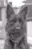 Profile picture of the animal