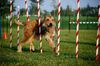 Profile picture of the animal