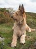 Profile picture of the animal