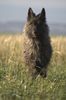 Profile picture of the animal