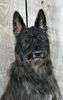 Profile picture of the animal