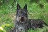 Profile picture of the animal