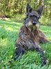 Profile picture of the animal