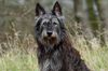 Profile picture of the animal