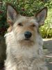 Profile picture of the animal