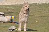 Profile picture of the animal
