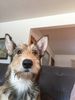 Profile picture of the animal