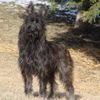 Profile picture of the animal