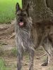 Profile picture of the animal