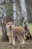 Profile picture of the animal