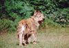 Profile picture of the animal