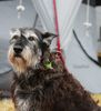 Profile picture of the animal