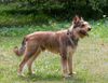 Profile picture of the animal