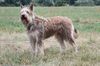 Profile picture of the animal