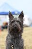 Profile picture of the animal