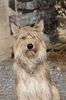 Profile picture of the animal