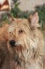 Profile picture of the animal