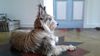 Profile picture of the animal