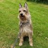 Profile picture of the animal