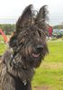 Profile picture of the animal