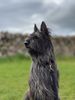 Profile picture of the animal