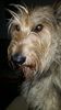 Profile picture of the animal