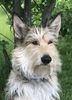 Profile picture of the animal