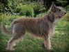 Profile picture of the animal