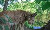 Profile picture of the animal