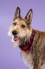 Profile picture of the animal